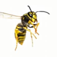 buzz