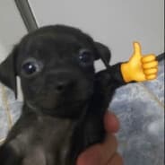 ティノチカ
