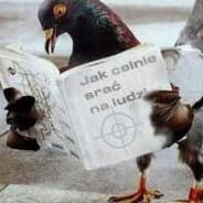 Pigeon