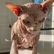 Straat-Kat™