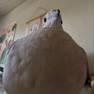 Miss me ?