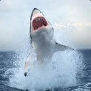 [ESP]ShArK-ito-D-AwA
