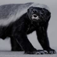 [RS] Ratel